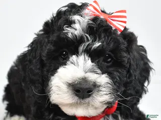 Mini Goldendoodle dogs for sale: Nemo - Ad 1