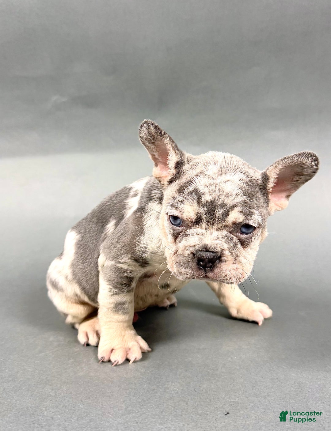 French Bulldog dogs for sale: Dash - Ad 2