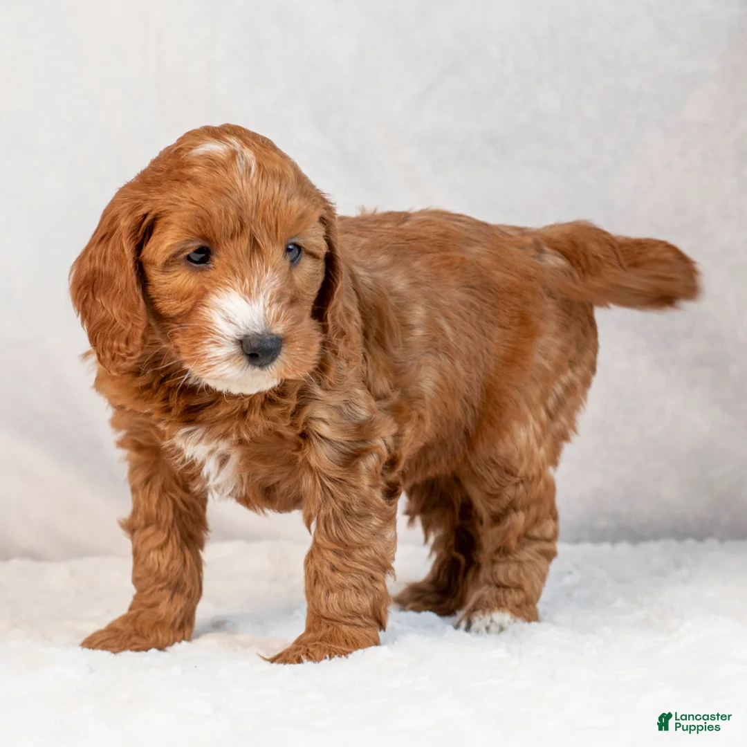 Mini Goldendoodle dogs for sale: Bonnie - Ad 6