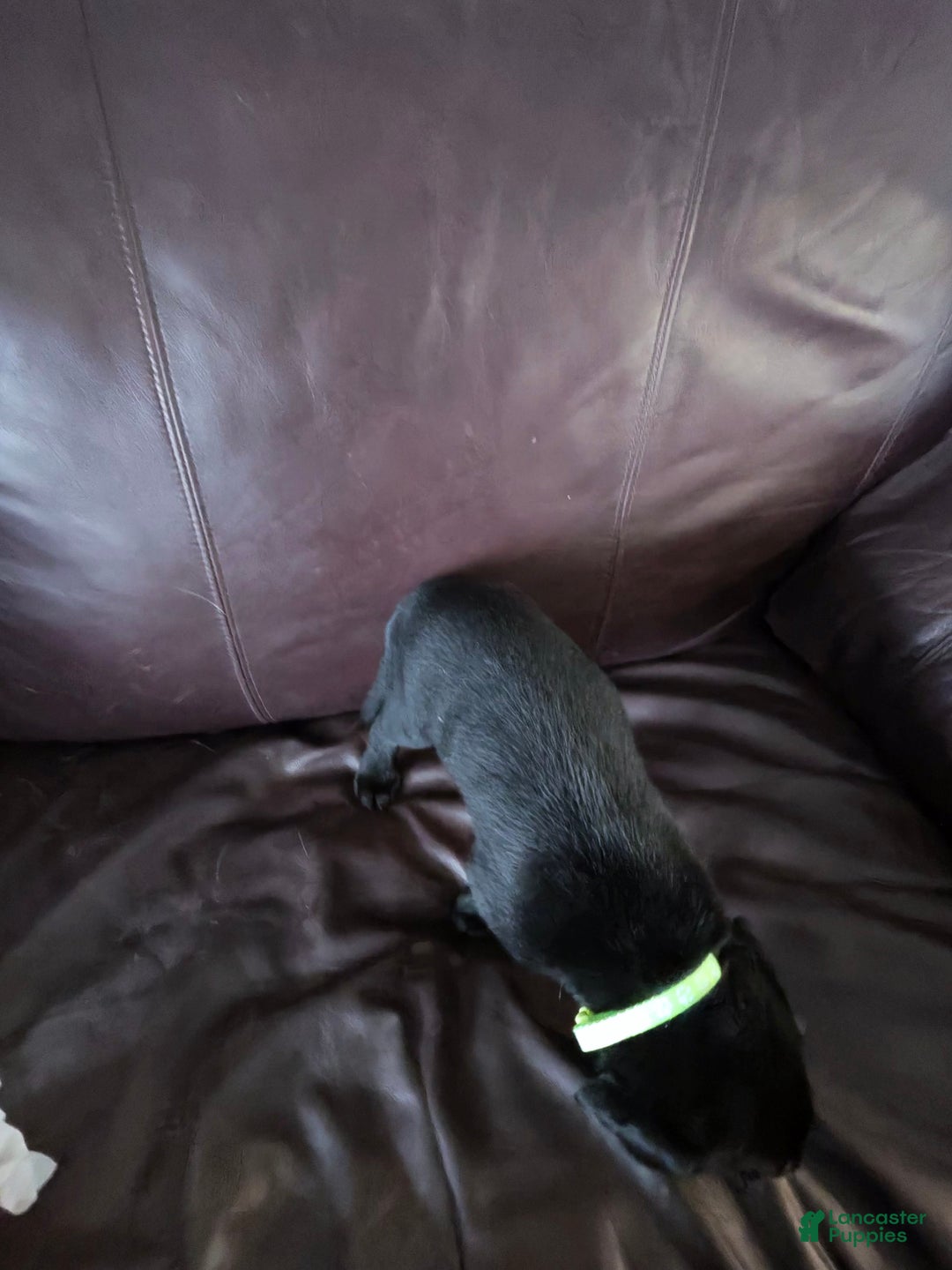 Mixed Breed dogs for sale: Carmella / Cinimini / Honey / Albany / Mini zoo / midnight - Ad 10