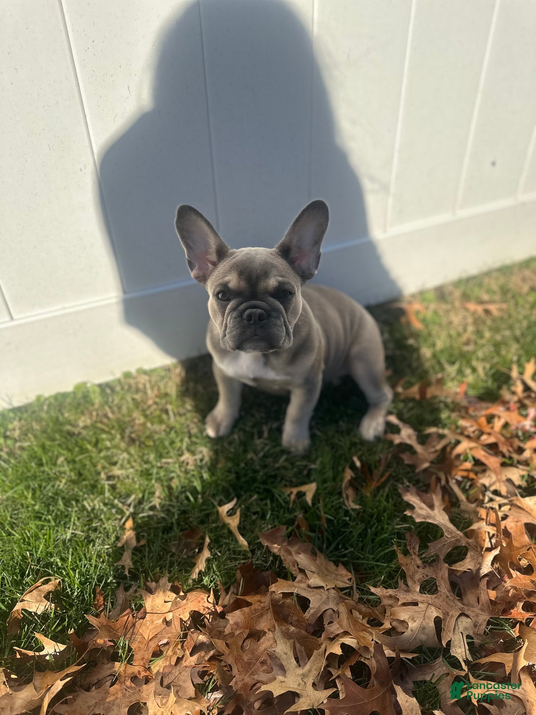 French Bulldog dogs for sale: Tessa - Ad 4