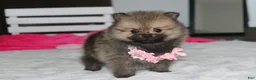 Pomeranian dogs for sale: Zoey - Ad 4