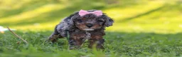 Miniature Poodle dogs for sale: Lexi - Ad 4