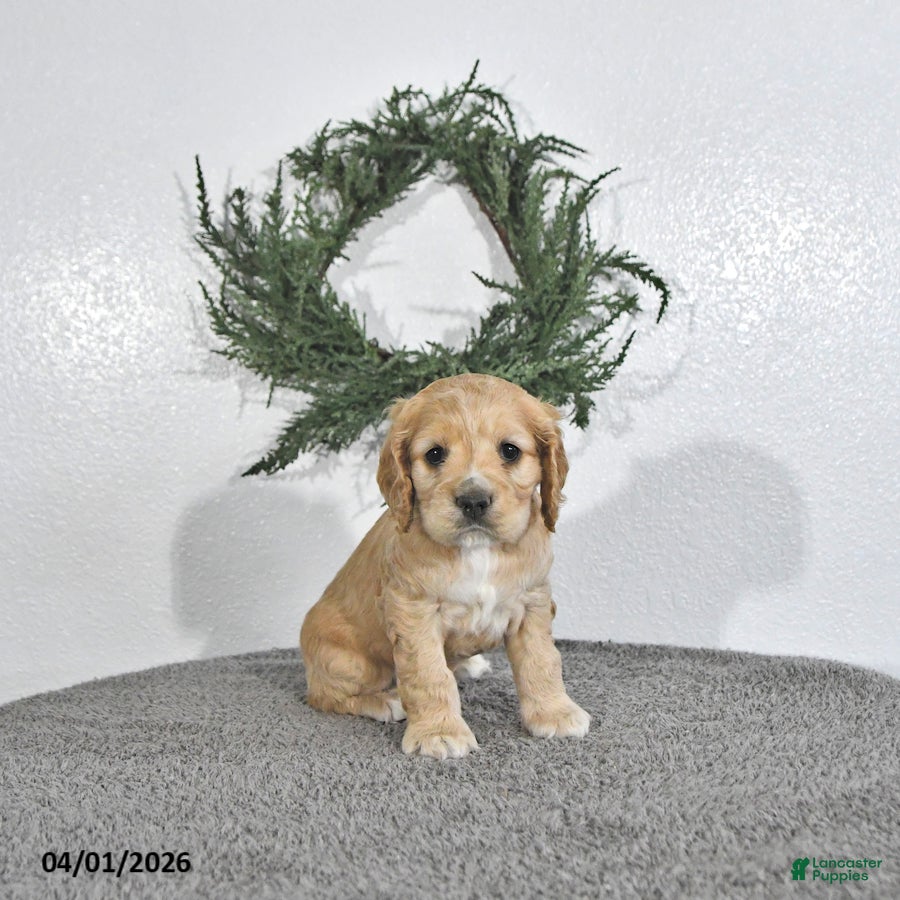 English Cocker Spaniel dogs Kaiser - Ad 1