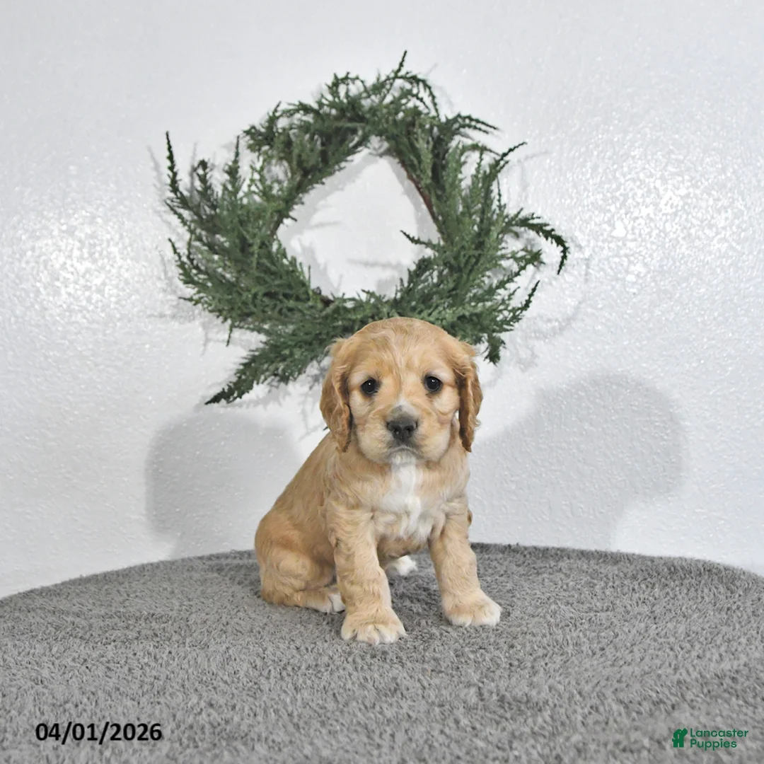 English Cocker Spaniel dogs for sale: Kaiser - Ad 1