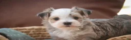Havanese dogs for sale: Webster Havanese  - Ad 12