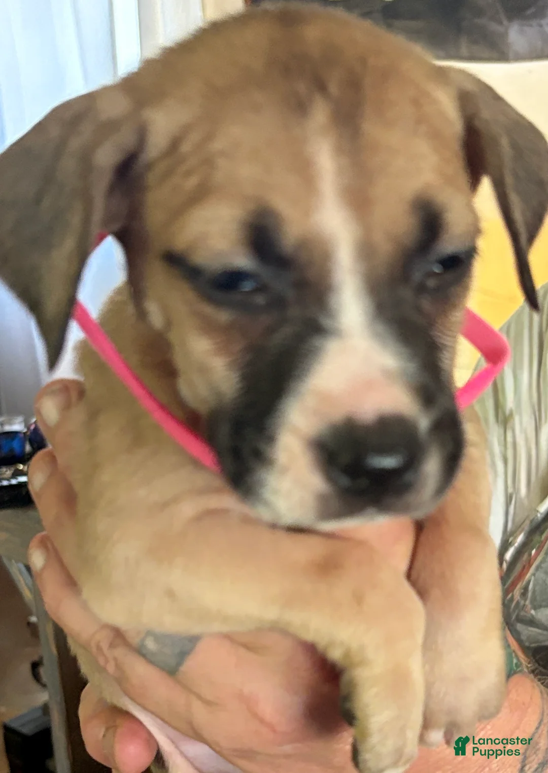 Mixed Breed dogs for sale: Mhatata - Ad 2