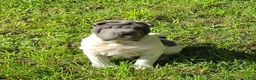 Shar Pei dogs for sale: Trevor  - Ad 4