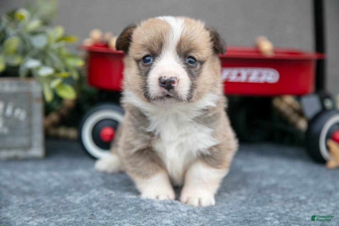 Welsh Corgi Pembroke dogs for sale: Caramel - Ad 2