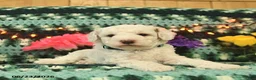 Mini Goldendoodle dogs for sale: Chuckles  - Ad 4