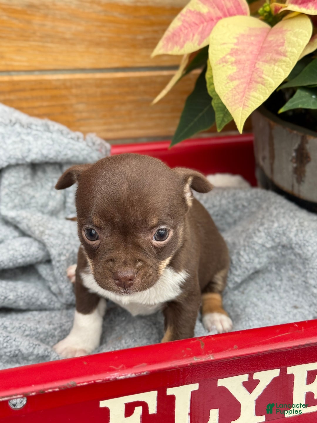 Chihuahua dogs for sale: Cozy - Ad 4