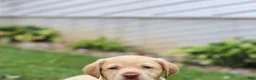 Labrador Retriever dogs for sale: Flora - Ad 4
