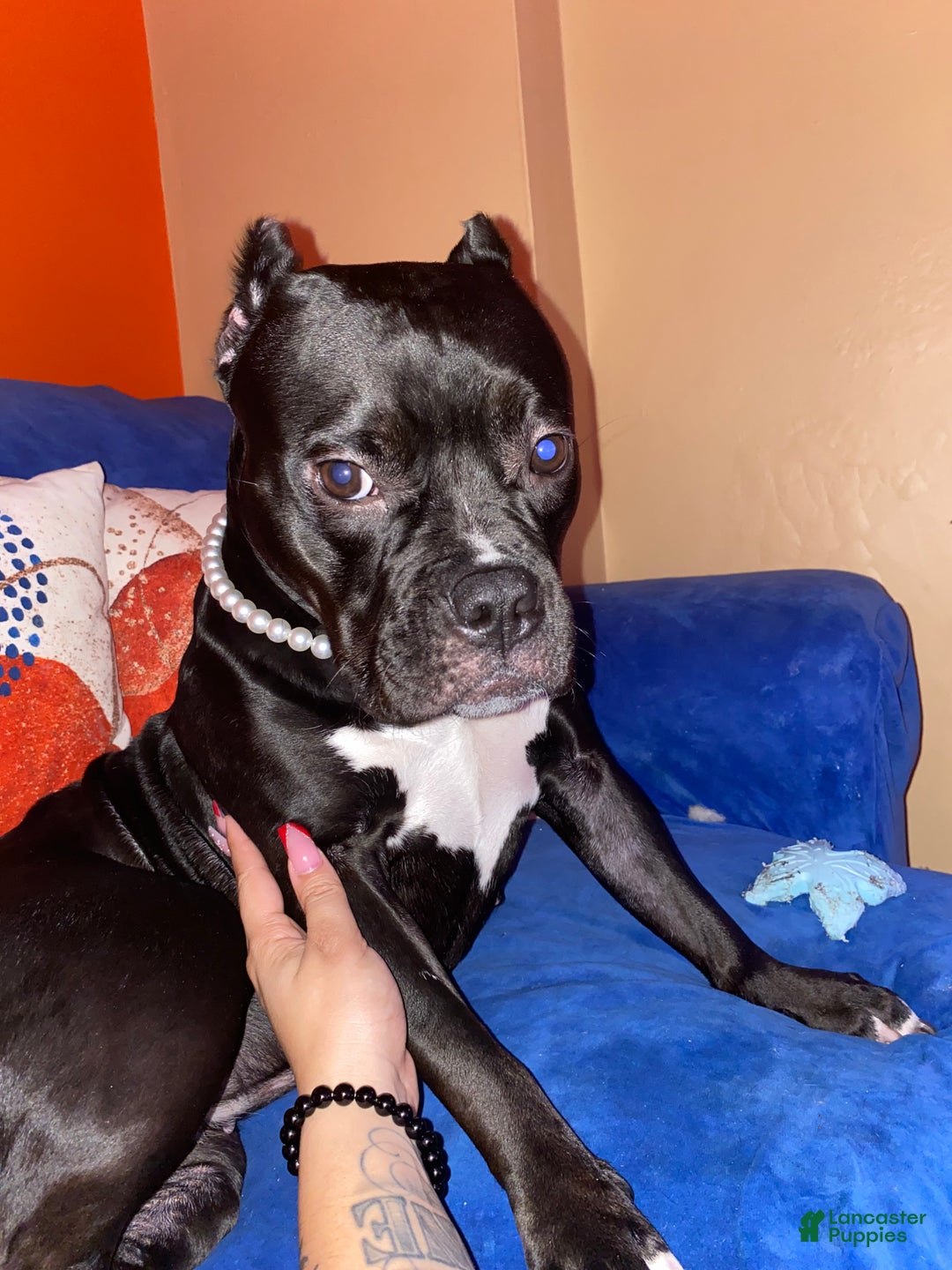 Mixed Breed dogs for sale: 🐾 Meet Our Little Beauty with the Unique Brown Mask! 🐶🤎 - Ad 6