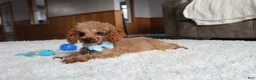 Bichpoo dogs for sale: Sasha - Ad 6