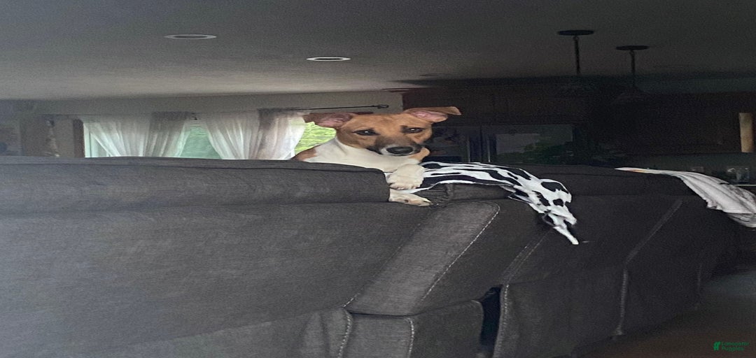 Gallery Image {{count}}