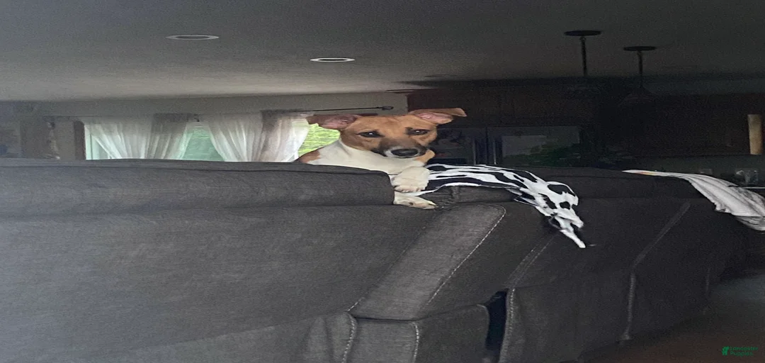 Gallery Image {{count}}