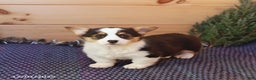 Welsh Corgi Pembroke dogs for sale: Happy - Ad 2