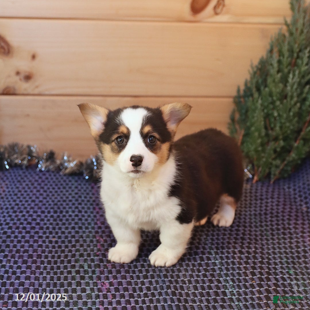 Welsh Corgi Pembroke dogs for sale: Happy - Ad 2