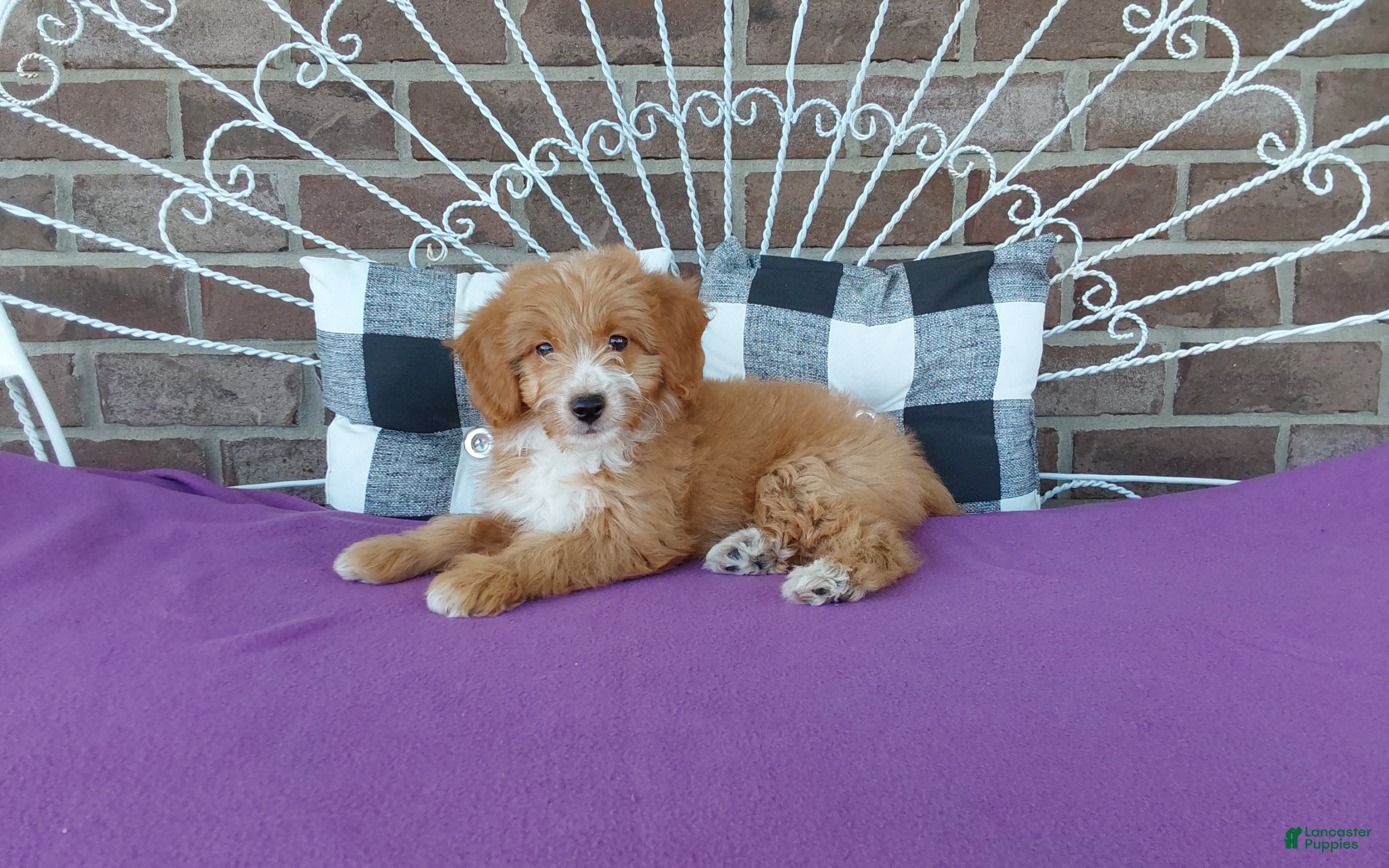 Aussiedoodle dogs Aussiedoodle 2 - Ad 1