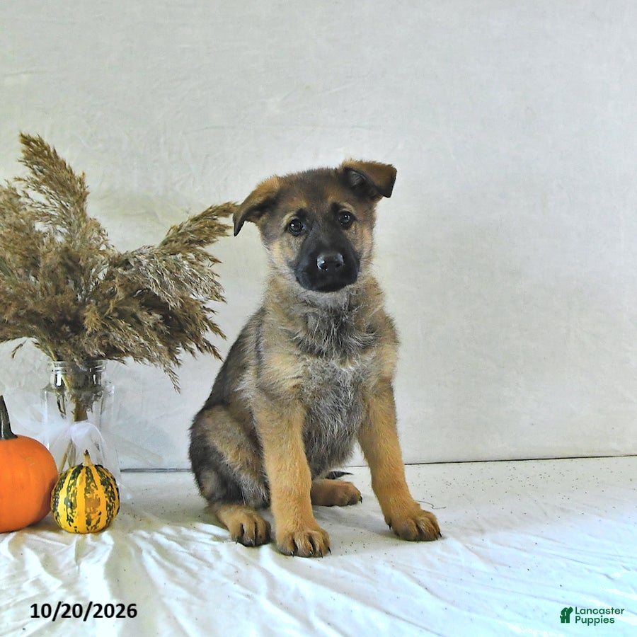 German Shepherd dogs Sandy - Ad 1