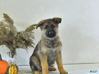 German Shepherd dogs Sandy - Ad 1
