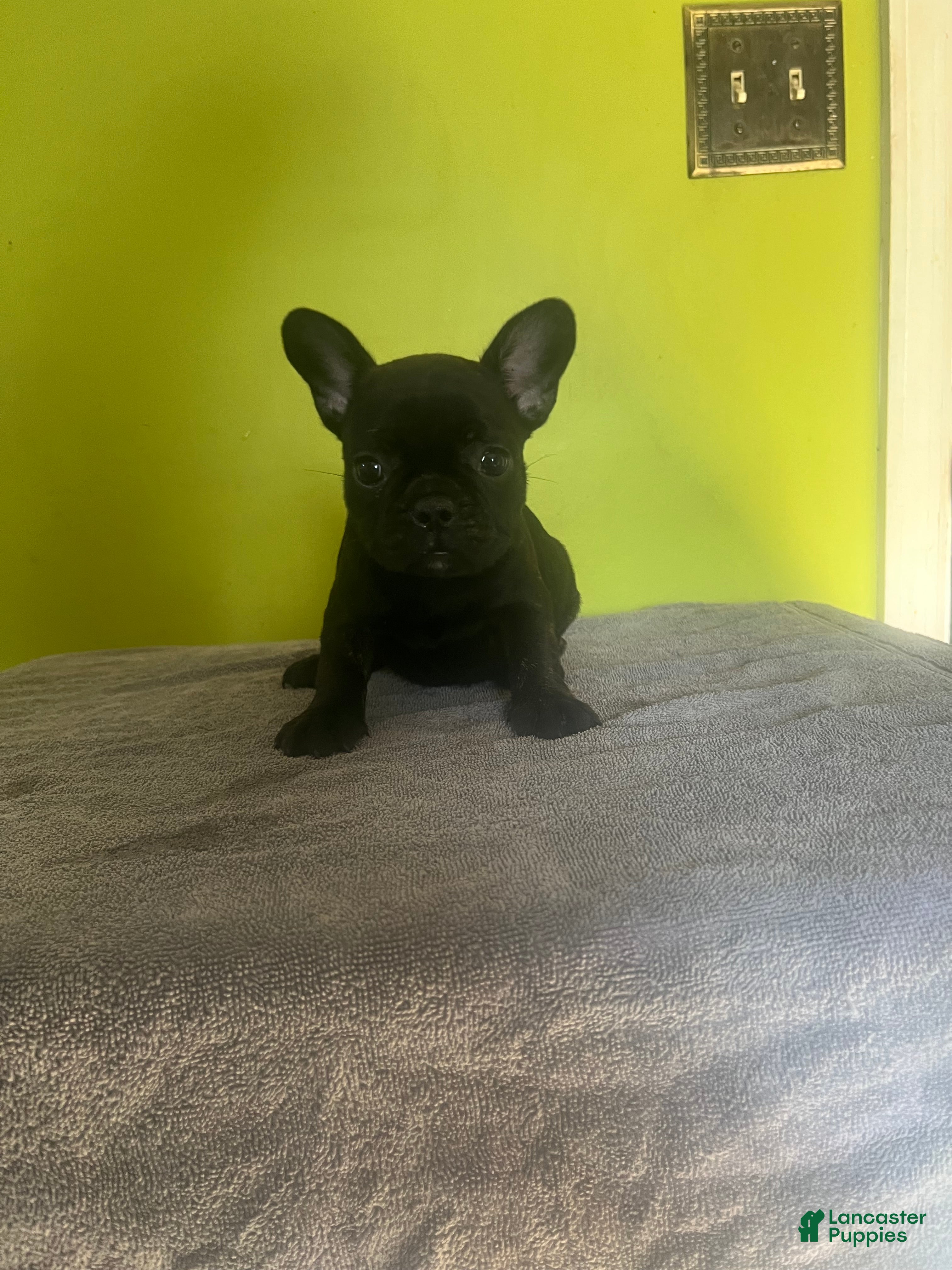 French Bulldog dogs French Bulldog Puppy 3 - Ad 35