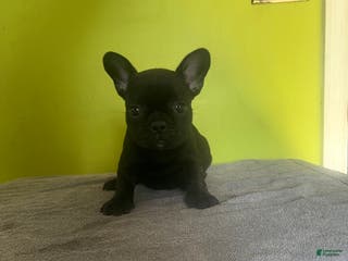 French Bulldog dogs French Bulldog Puppy 3 - Ad 23