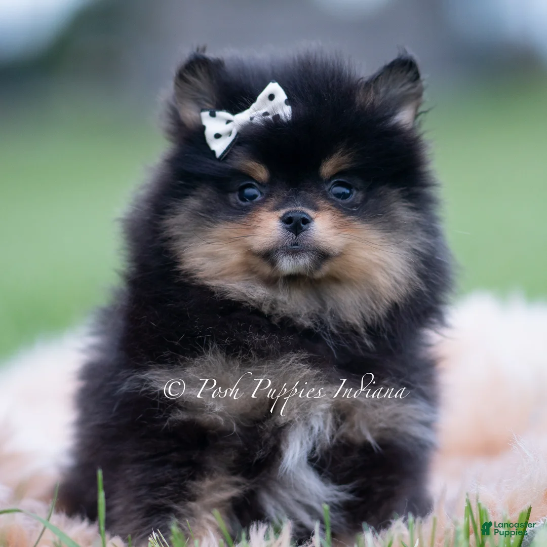 Pomeranian dogs for sale: Chewbarka - Ad 1