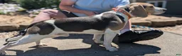 Beagle dogs for sale: Beadle Jojo Max - Ad 1