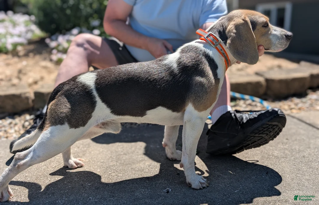 Beagle dogs for sale: Beadle Jojo Max - Ad 1