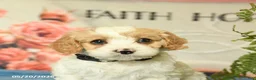 Cavapoo dogs for sale: Marcus - Ad 5