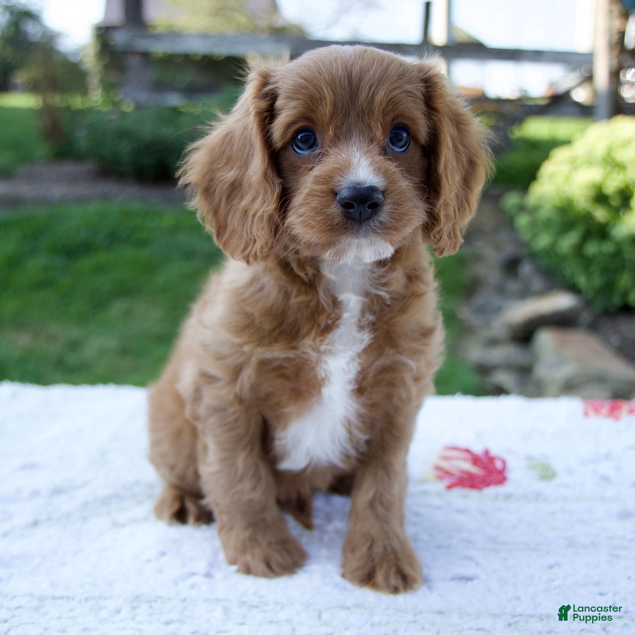 Cavapoo dogs Eddy - Ad 1