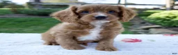 Cavapoo dogs for sale: Eddy - Ad 1