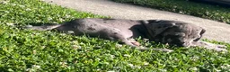 Great Dane dogs for sale: Orange - Ad 3