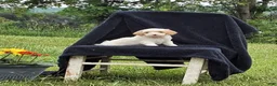 Miniature Poodle dogs for sale: Mack - Ad 2