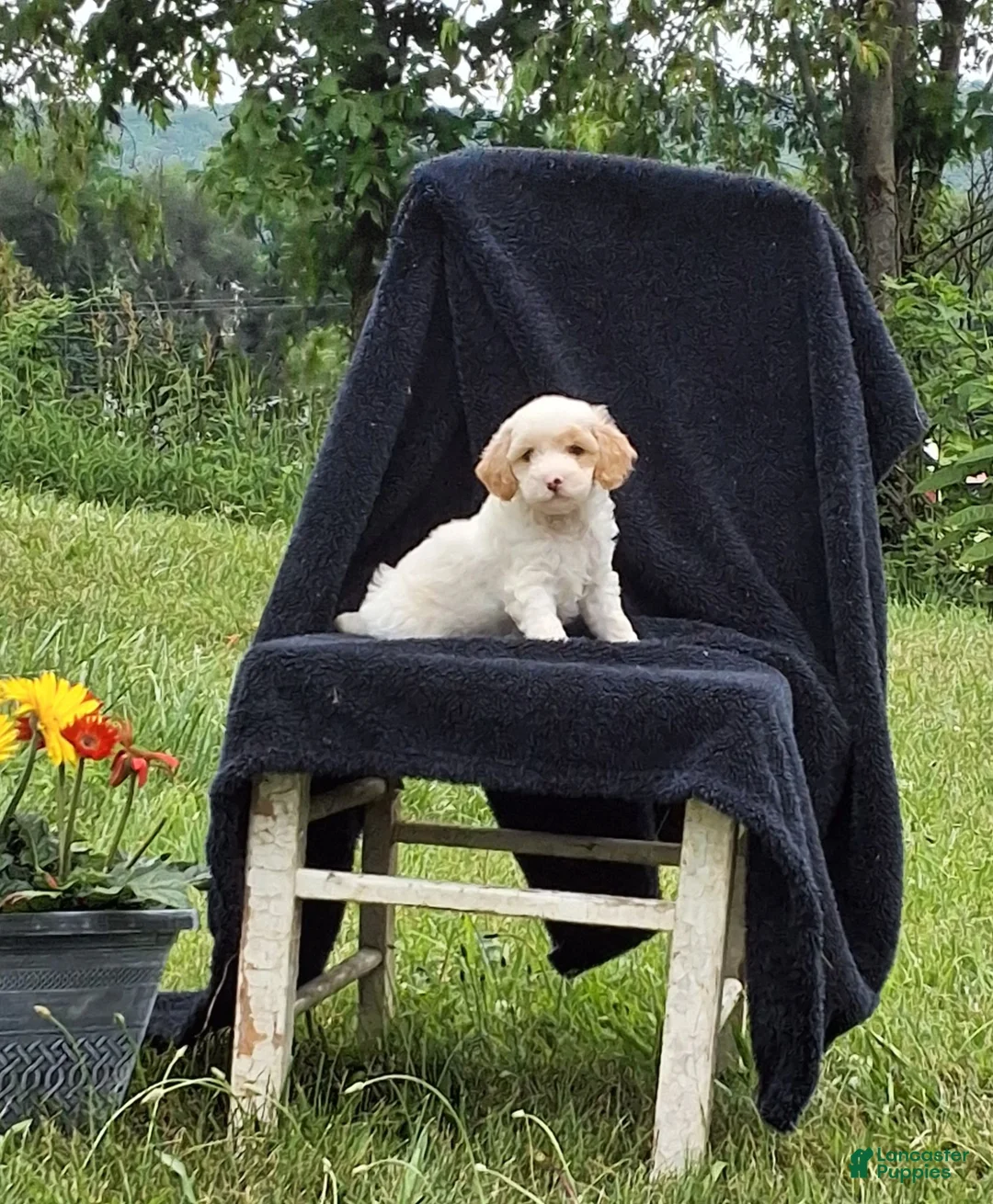 Miniature Poodle dogs for sale: Mack - Ad 2