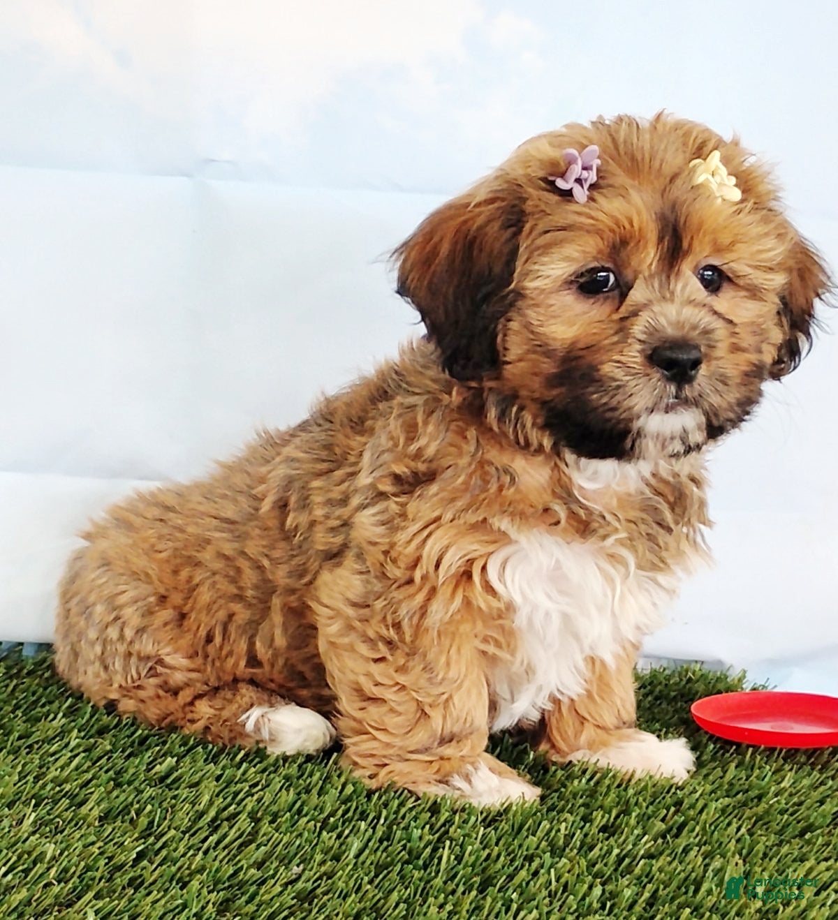 Mixed Breed dogs Eva - Ad 1