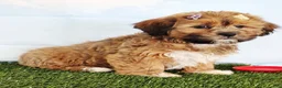 Mixed Breed dogs for sale: Eva - Ad 1