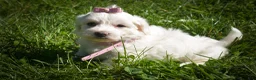 Maltese dogs for sale: Dream🌸 - Ad 4