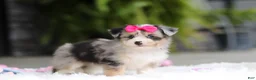 Mixed Breed dogs for sale: Ellie - Ad 9