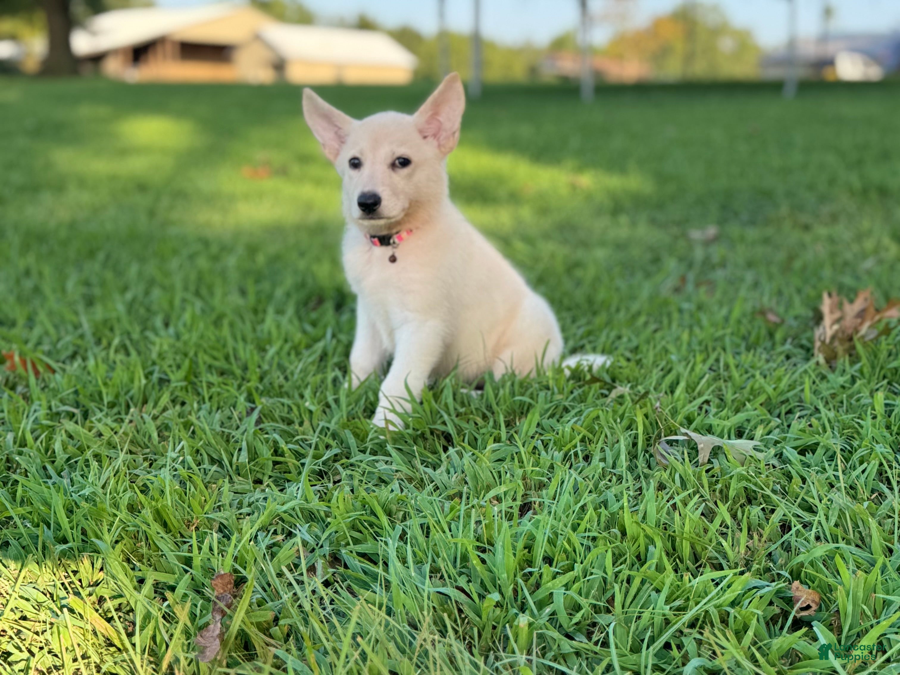 German Shepherd dogs Nova - Ad 2
