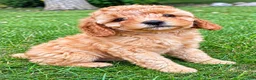 Cavapoo dogs for sale: Bonnie - Ad 7