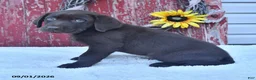 Labrador Retriever dogs for sale: Murphey - Ad 3