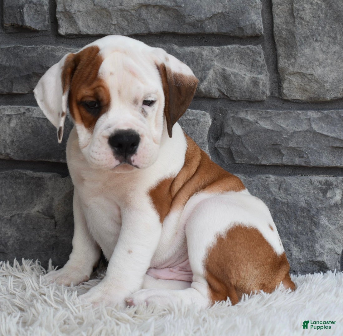 Beabull dogs Murphy  - Ad 1