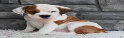 Beabull dogs for sale: Murphy  - Ad 1