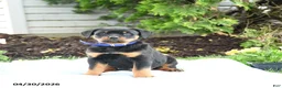Rottweiler dogs for sale: Vance - Ad 1