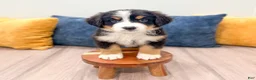 Bernese Mountain Dog dogs for sale: Benson - Ad 3