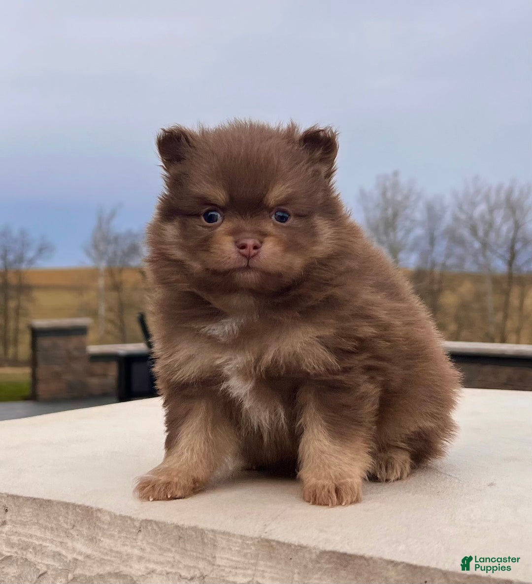 Pomeranian dogs for sale: Sparky - Ad 4