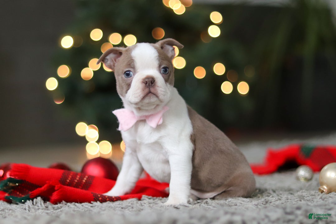 Boston Terrier dogs for sale: Macy - Ad 8