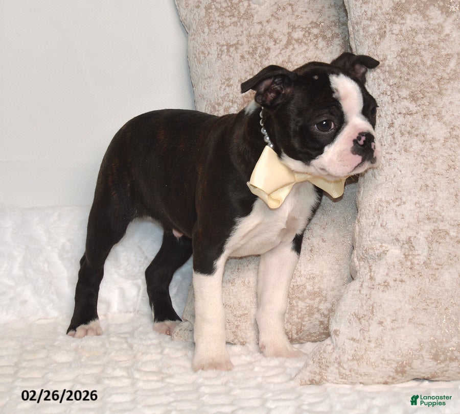 Boston Terrier dogs Billy - Ad 2